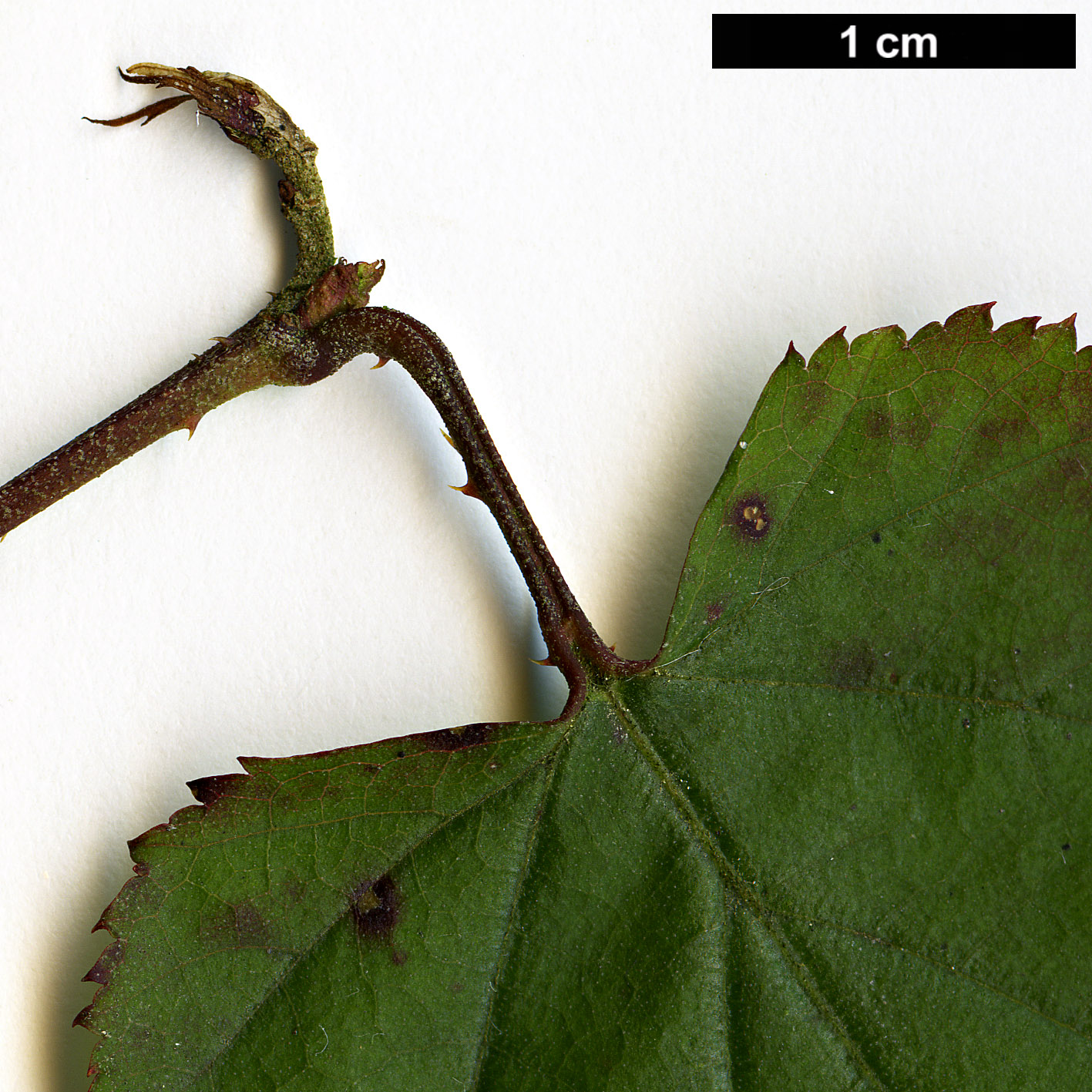 High resolution image: Family: Rosaceae - Genus: Rubus - Taxon: lambertianus - SpeciesSub: var. morii